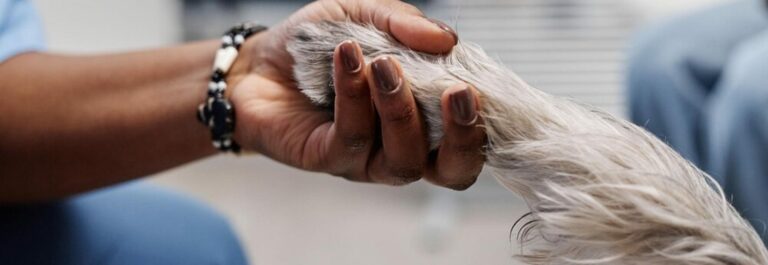 Mains caressant doucement la tête d'un chien âgé en signe de réconfort